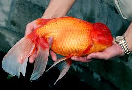 how long do goldfish live