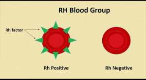 Rh negative blood type