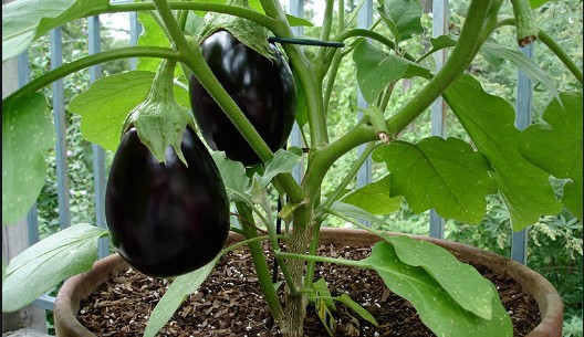 How to grow Eggplant