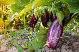 How to grow Eggplant