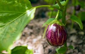 Know when to harvest your plants