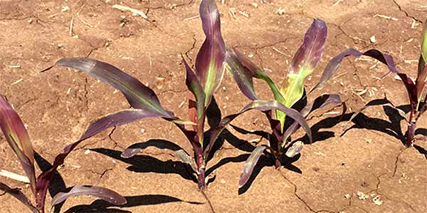 Symptoms of Phosphorus Deficiency in Plants