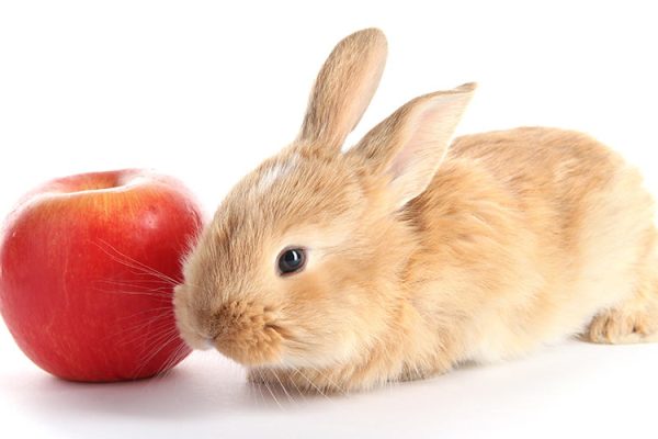 can rabbits eat apples