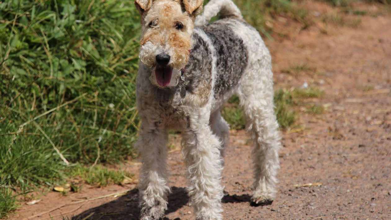Characteristics & Training of Wire-Haired Terrier