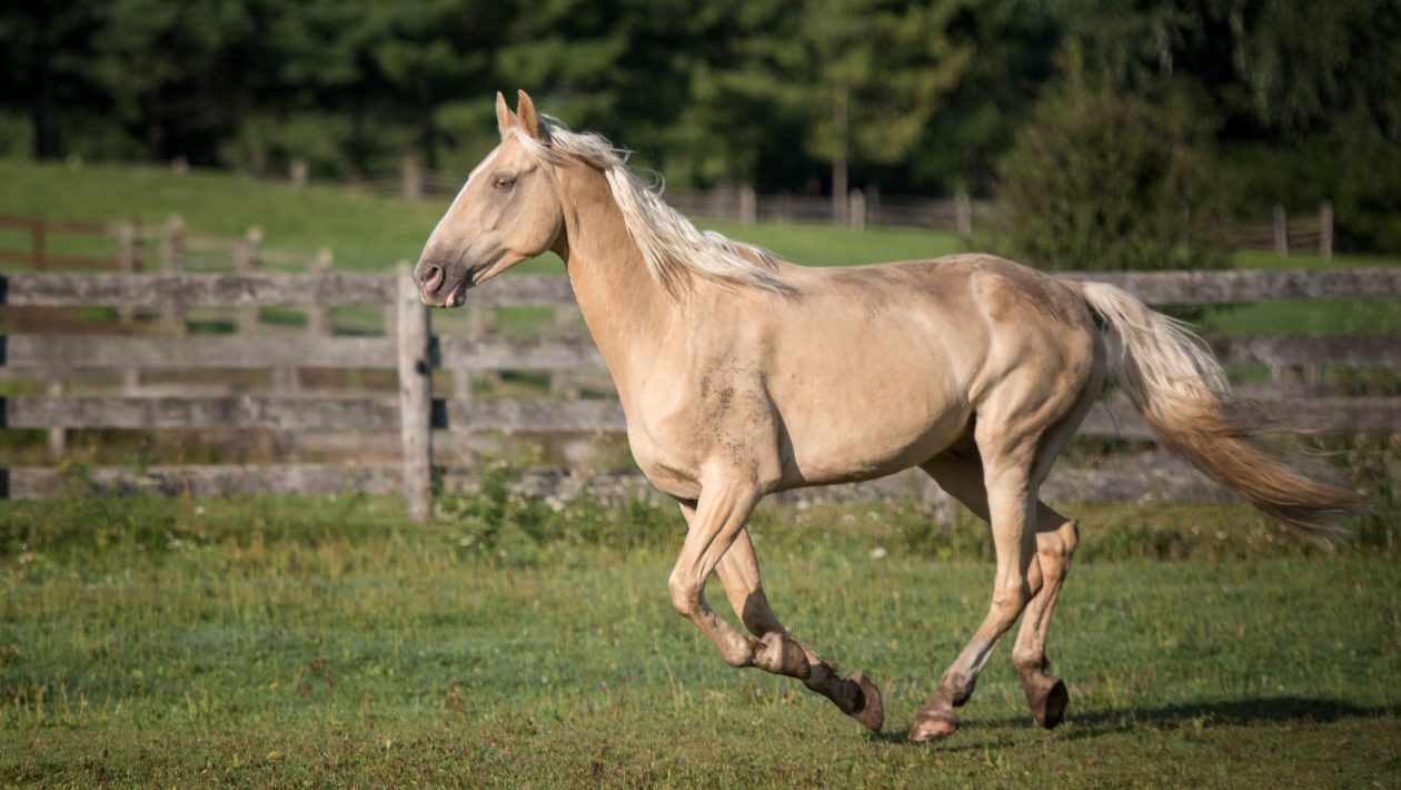 Training & Characteristics of the Tennessee Walking Horse