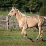 Training & Characteristics of the Tennessee Walking Horse