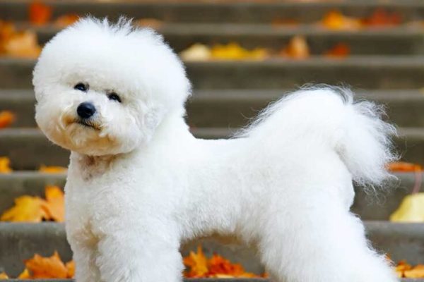 Top 5 Types of Crusty White Dogs