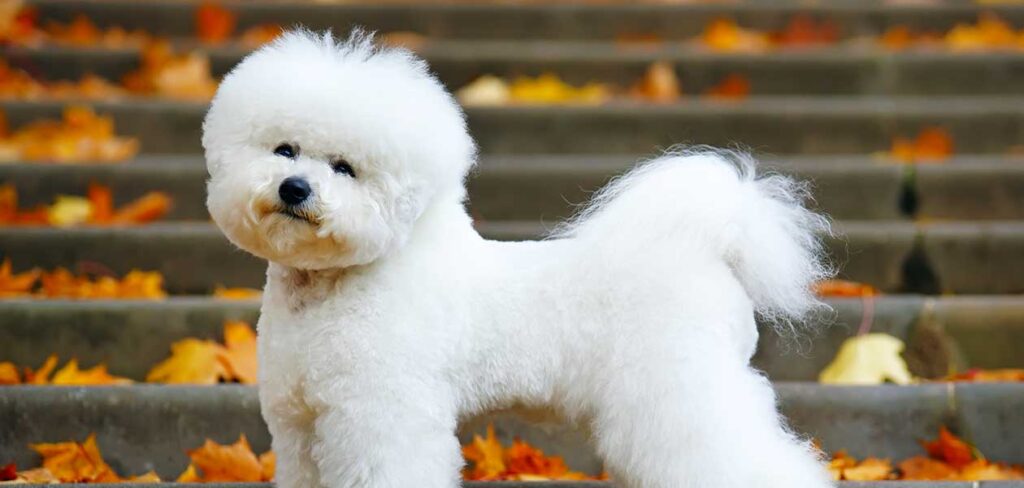 Top 5 Types of Crusty White Dogs