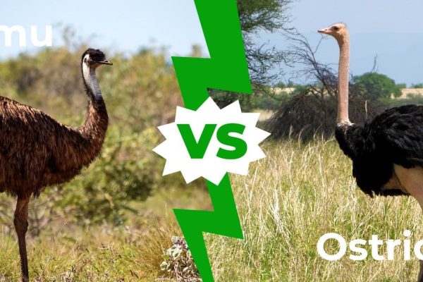 Emu vs Ostrich A Comparison of Two Remarkable Flightless Birds