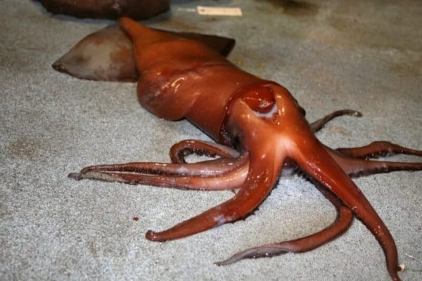 Octopus vs. Squid A Battle of the Deep Sea Giants