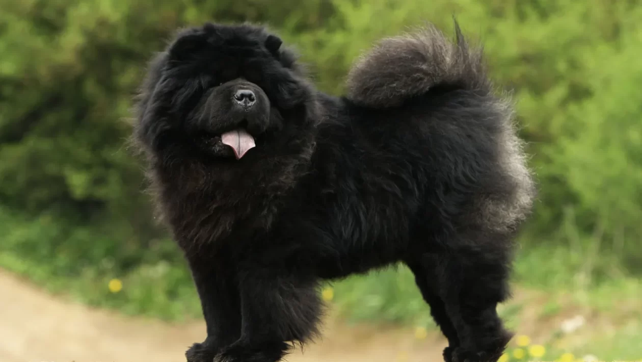 Physical Characteristics of Black Chow Chow