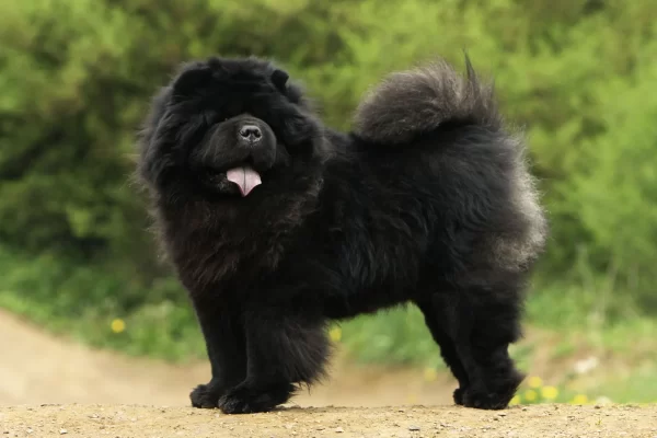 Physical Characteristics of Black Chow Chow