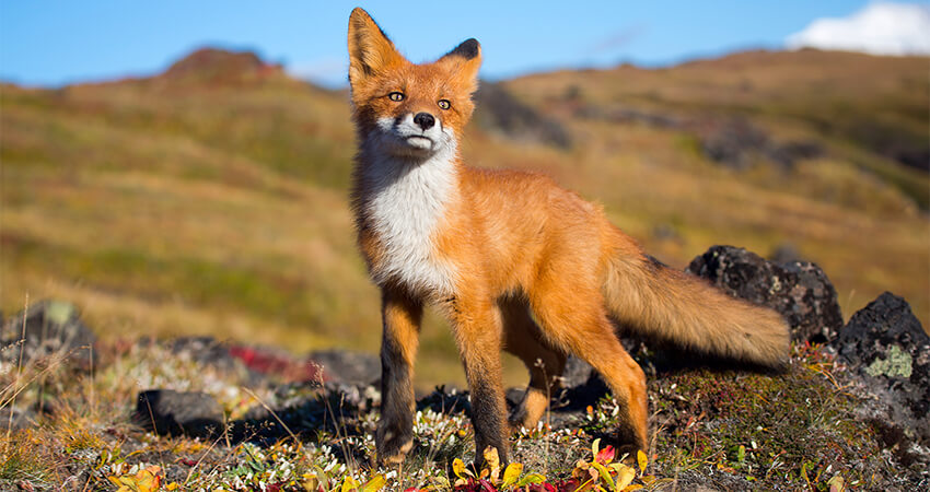 Characteristics of Foxes