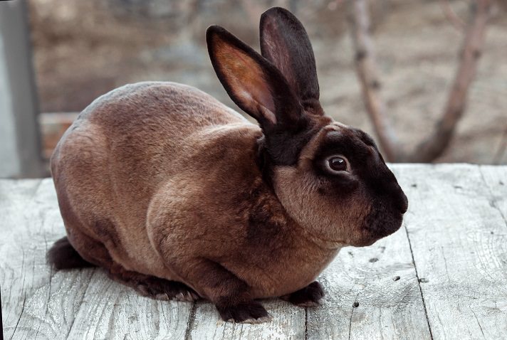 Characteristics of Mini Rex Rabbits
