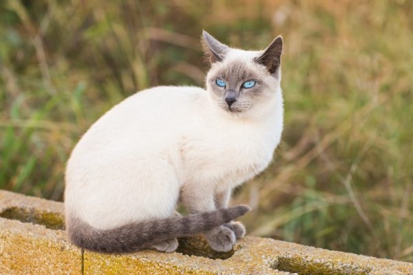 Personality Traits and Temperament Blue Point Siamese