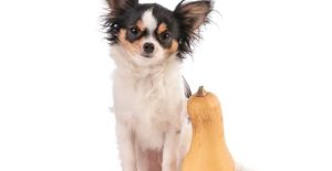 Can Dogs Eat Butternut Squash