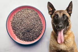 Can Dogs Have Chia Seeds