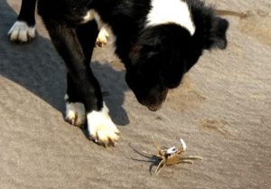 Can Dogs Have Crab