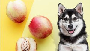 Can Dogs Eat Nectarines